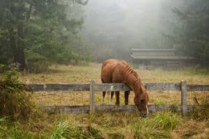 Time to change pasture explained by AutoFix Auto Shop Coaching. A horse finds the grass on the other side of the fence more to his liking.